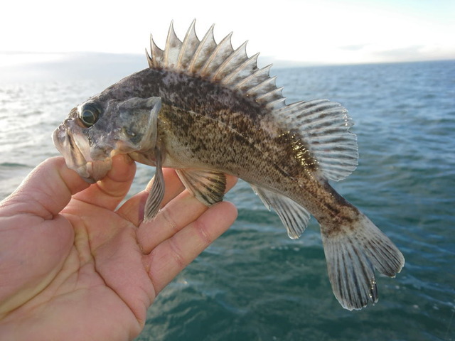 クロソイの特徴 見分け方 写真から探せる魚図鑑