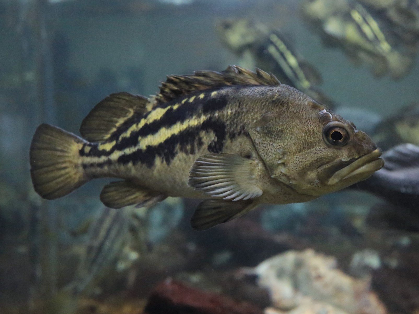 シマゾイ スズキ目 メバル科 釣魚図鑑 釣割