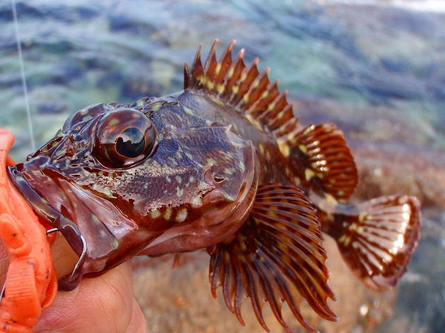 カサゴの特徴 見分け方 写真から探せる魚図鑑