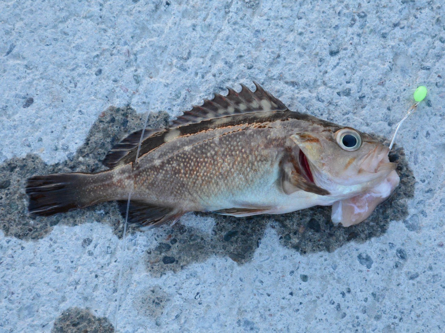 綺麗なガヤ 魚 最高の花の画像