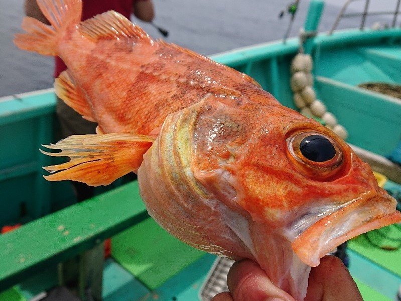 ユメカサゴの特徴 見分け方 写真から探せる魚図鑑