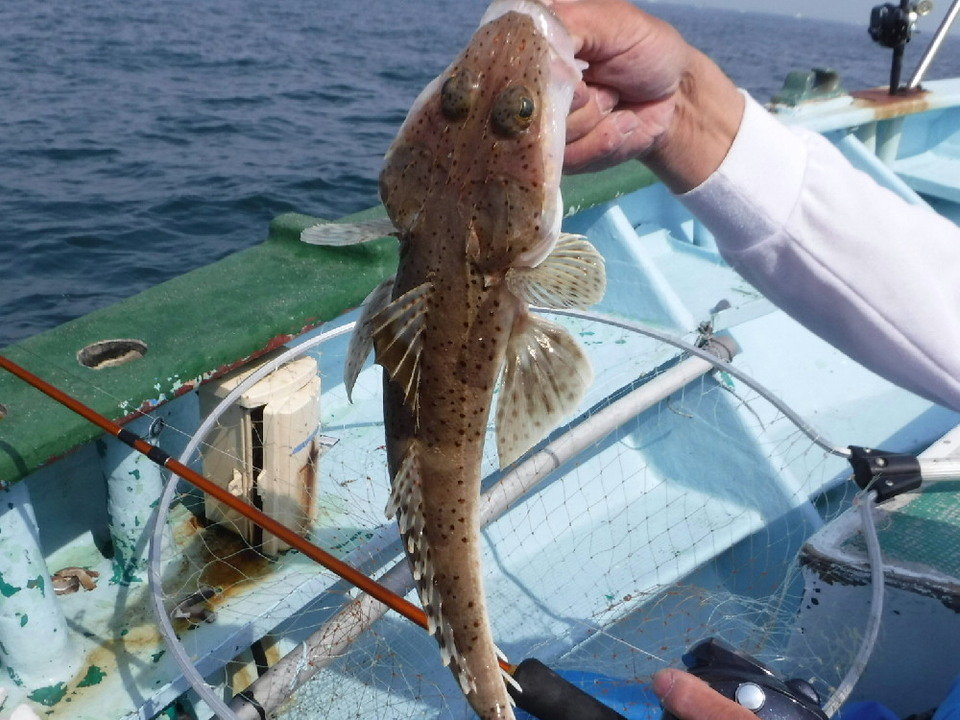 イネゴチ カサゴ目 コチ科 釣魚図鑑 釣割