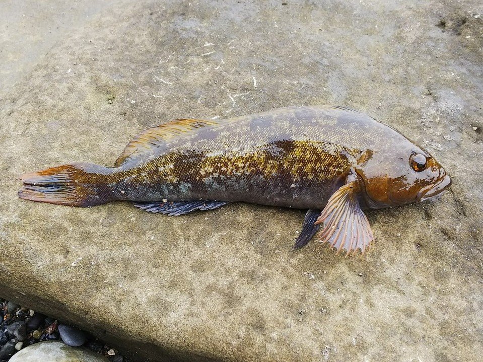 アイナメの特徴 見分け方 写真から探せる魚図鑑