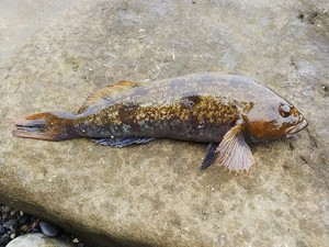 写真から探せる魚図鑑