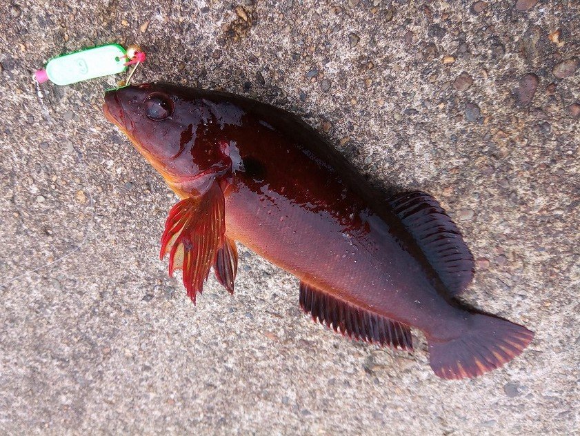 クジメ カサゴ目 アイナメ科 釣魚図鑑 釣割