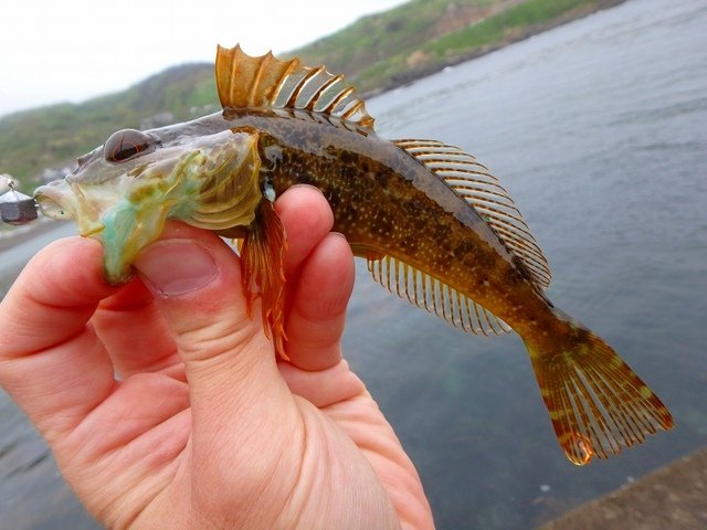 アナハゼの特徴 見分け方 写真から探せる魚図鑑