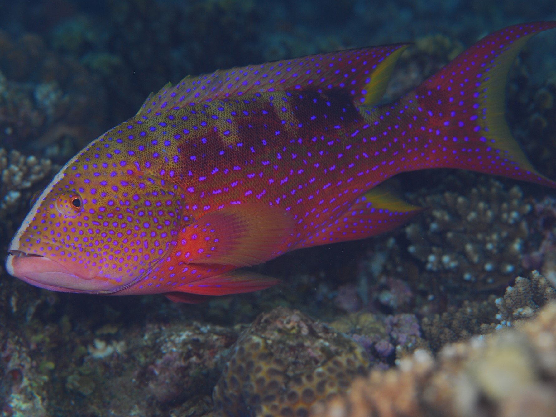 シガテラ 海水 魚 沖縄県産海水魚販売シガテラ お問い合わせ ご注文 ご来店に関しまして