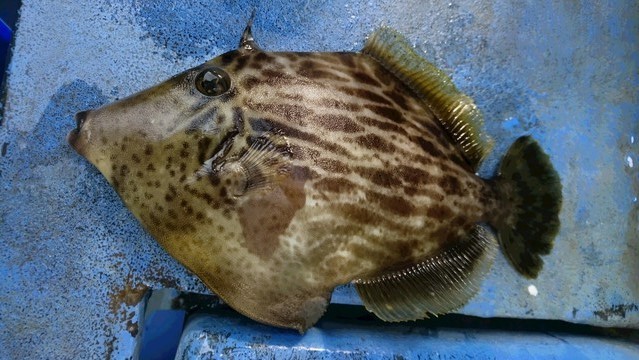 カワハギの特徴 見分け方 写真から探せる魚図鑑