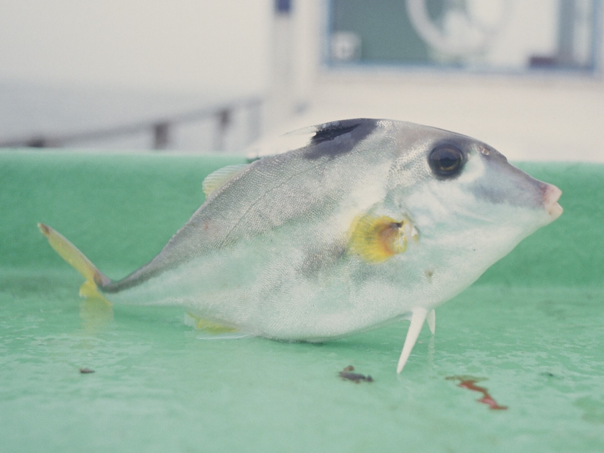 ギマ フグ目 ギマ科 釣魚図鑑 釣割