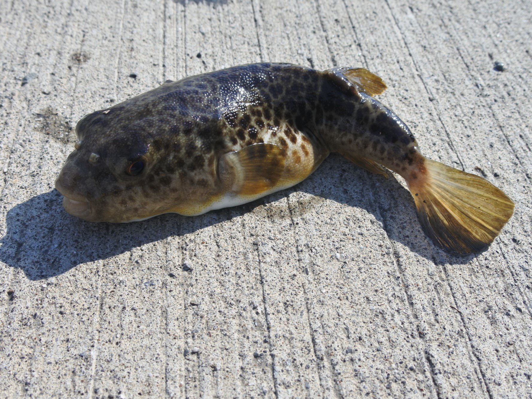 ヒガンフグ フグ目 フグ科 釣魚図鑑 釣割