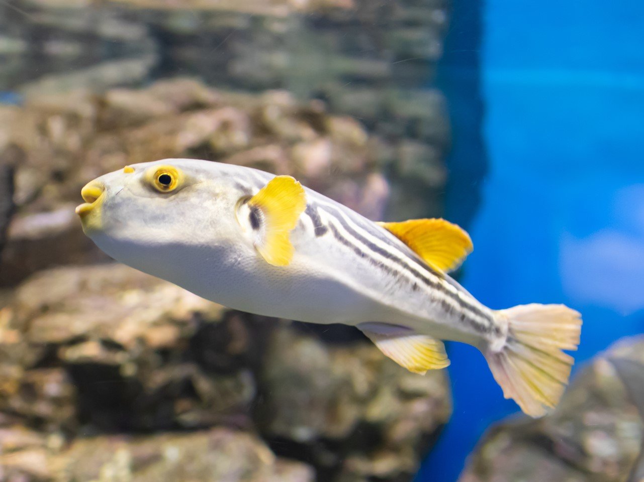 シマフグの特徴・見分け方 ｜ 写真から探せる魚図鑑