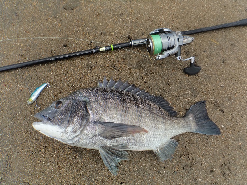 クロダイの特徴 見分け方 写真から探せる魚図鑑