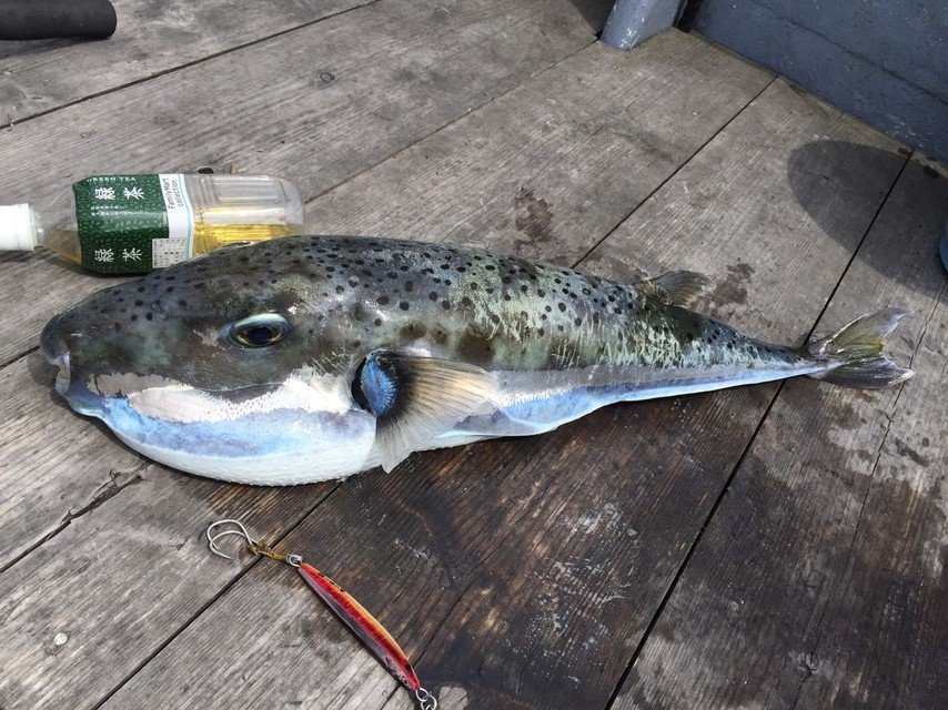 センニンフグ フグ目 フグ科 釣魚図鑑 釣割