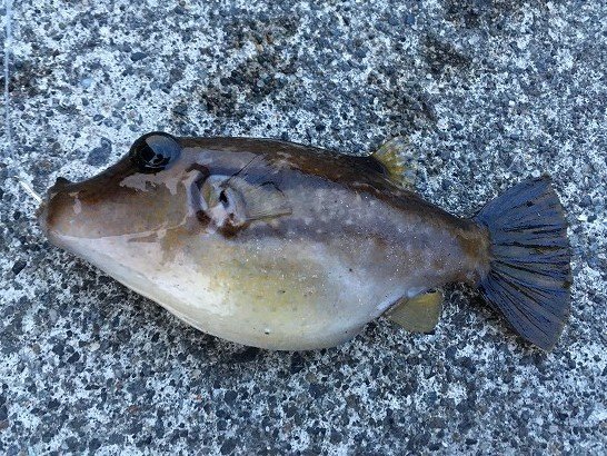 キタマクラ フグ目 フグ科 釣魚図鑑 釣割