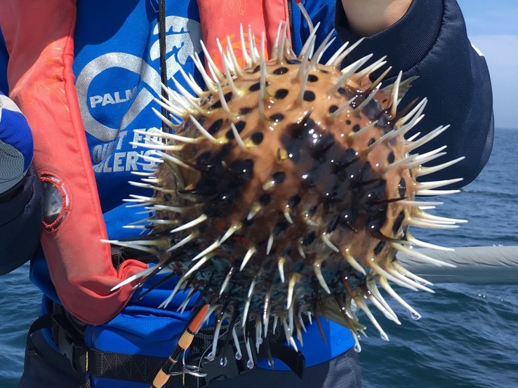 ハリセンボンの特徴・見分け方 ｜ 写真から探せる魚図鑑