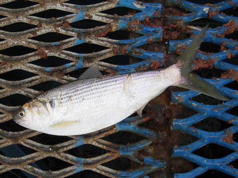 コノシロ ニシン目 ニシン科 釣魚図鑑 釣割