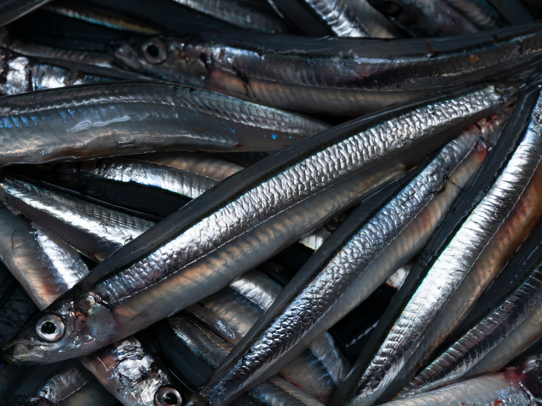 で 釣れる 魚 キビナゴ キビナゴ【黍女子】｜釣り百科