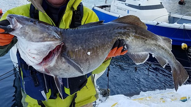 マダラの特徴 見分け方 写真から探せる魚図鑑