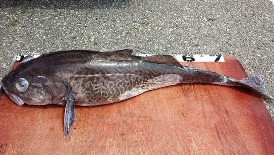 マダラの特徴 見分け方 写真から探せる魚図鑑