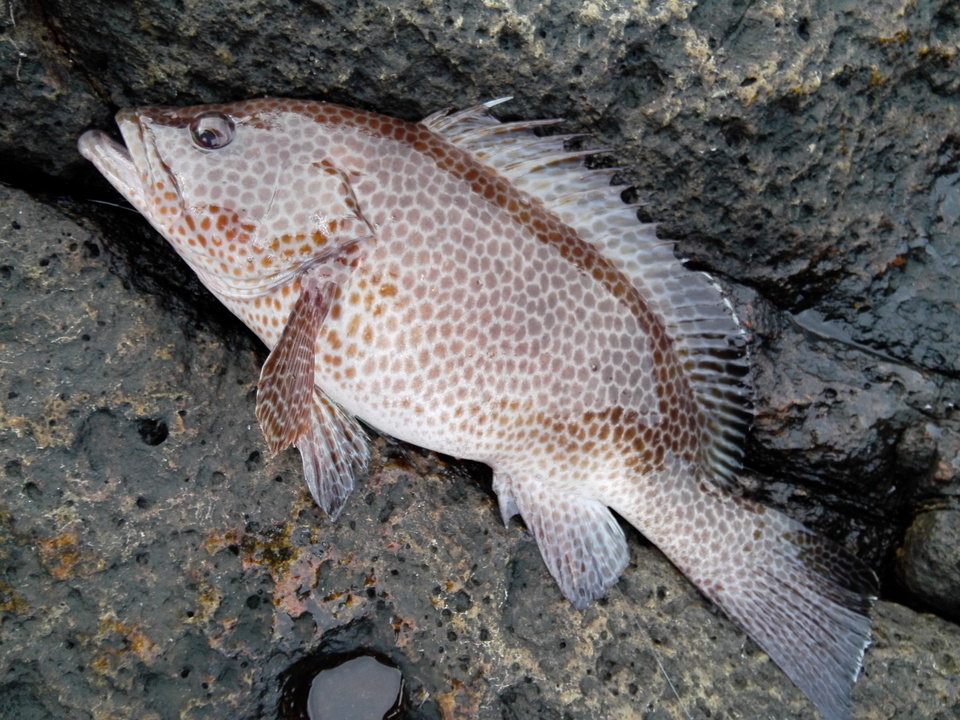 オオモンハタの特徴 見分け方 写真から探せる魚図鑑