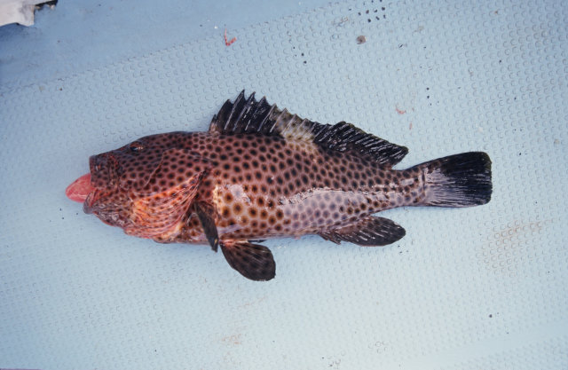 シロブチハタ スズキ目 ハタ科 釣魚図鑑 釣割