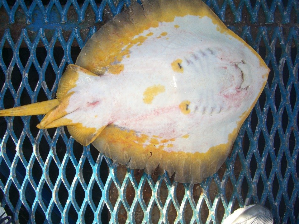 アカエイの特徴 見分け方 写真から探せる魚図鑑