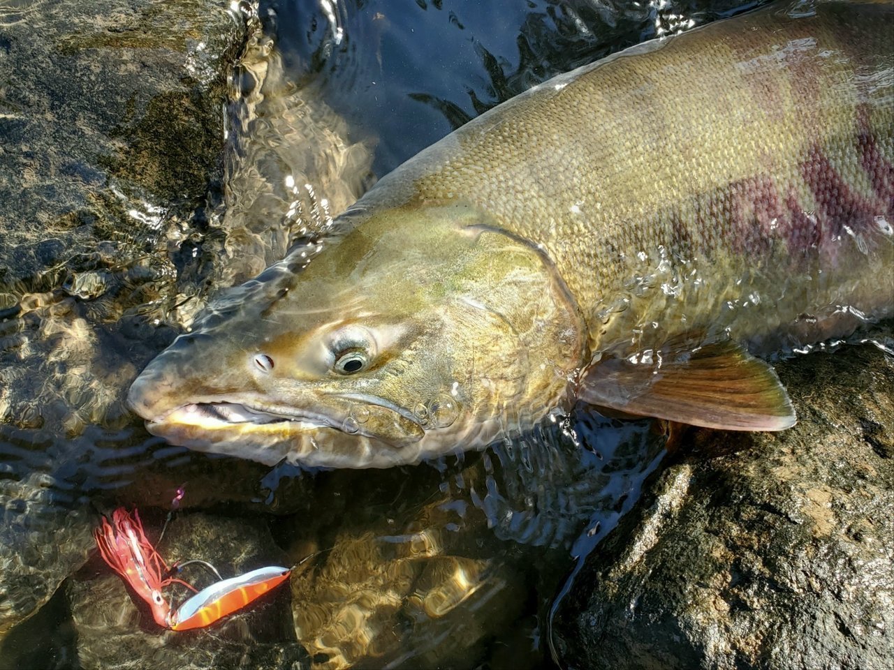 サケの特徴・見分け方 ｜ 写真から探せる魚図鑑