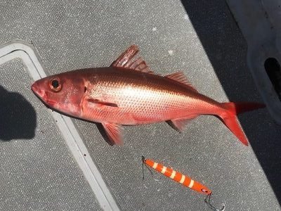 ハチビキの特徴 見分け方 写真から探せる魚図鑑