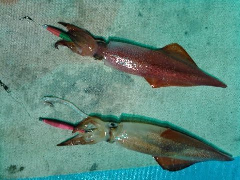 ケンサキイカの特徴 見分け方 写真から探せる魚図鑑