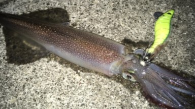 ヤリイカの特徴 見分け方 写真から探せる魚図鑑