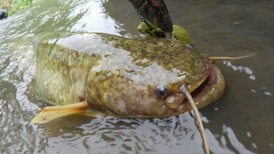 ナマズの特徴 見分け方 写真から探せる魚図鑑