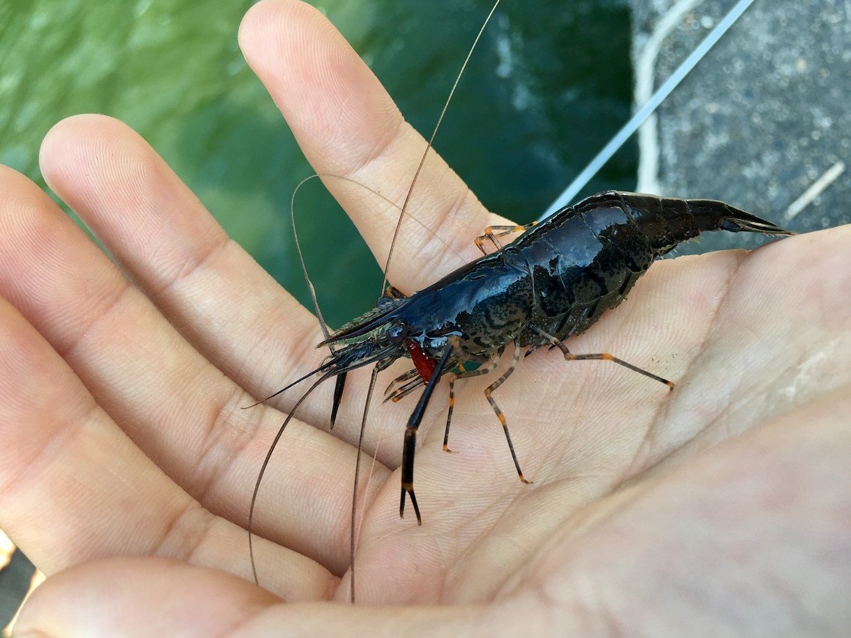 スジエビ 飼育