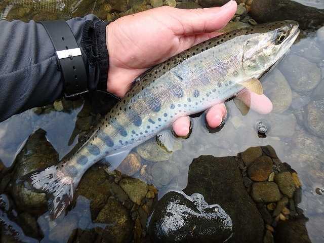 山女魚 