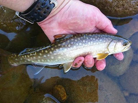 アメマスの特徴 見分け方 写真から探せる魚図鑑