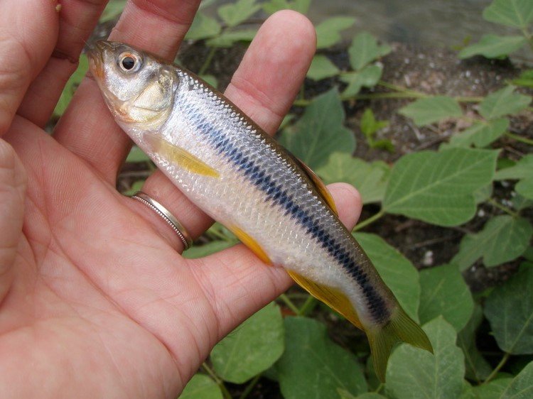 カワムツ コイ目 コイ科 釣魚図鑑 釣割