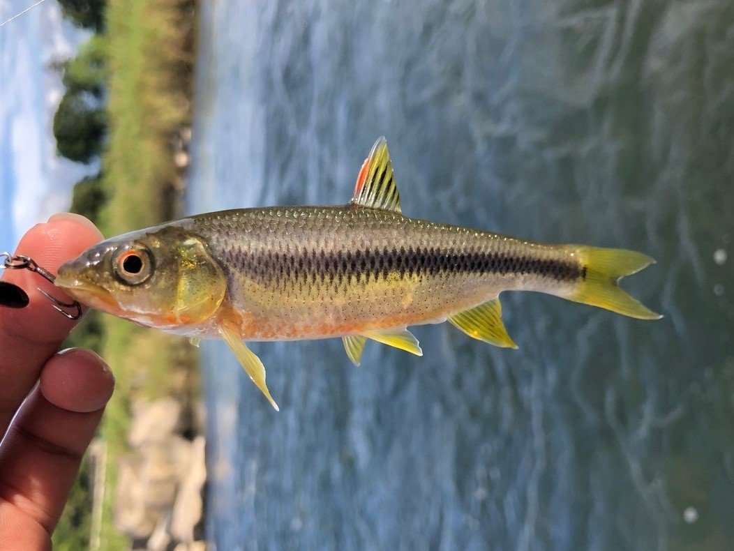 カワムツの特徴 見分け方 写真から探せる魚図鑑