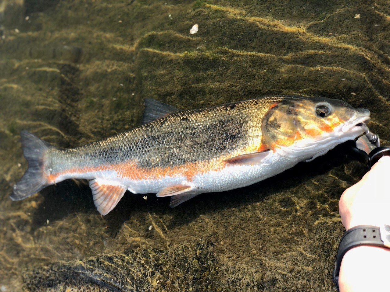 マルタの特徴 見分け方 写真から探せる魚図鑑