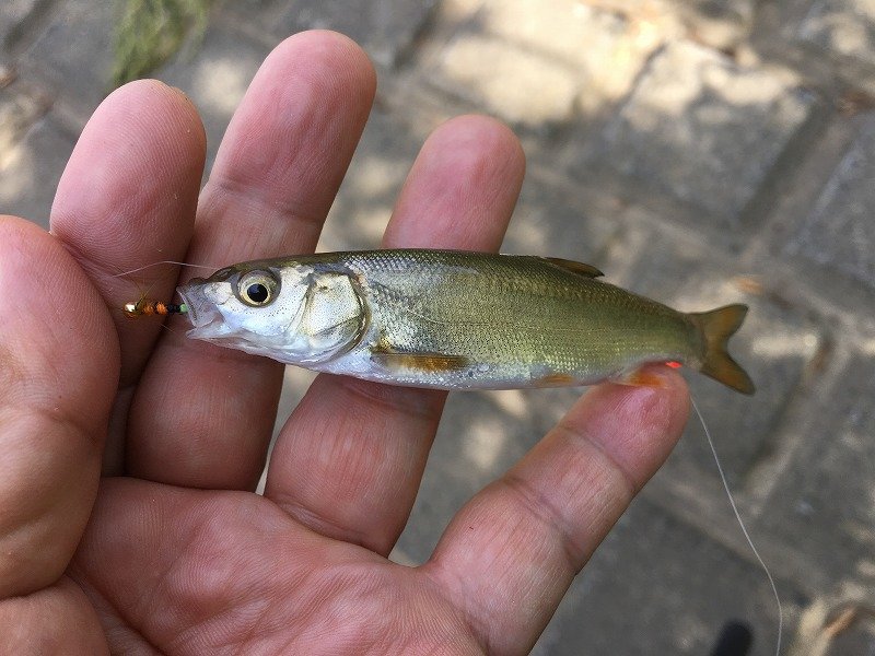 超人気 アブラハヤ 淡水魚 １０匹 観賞魚生体