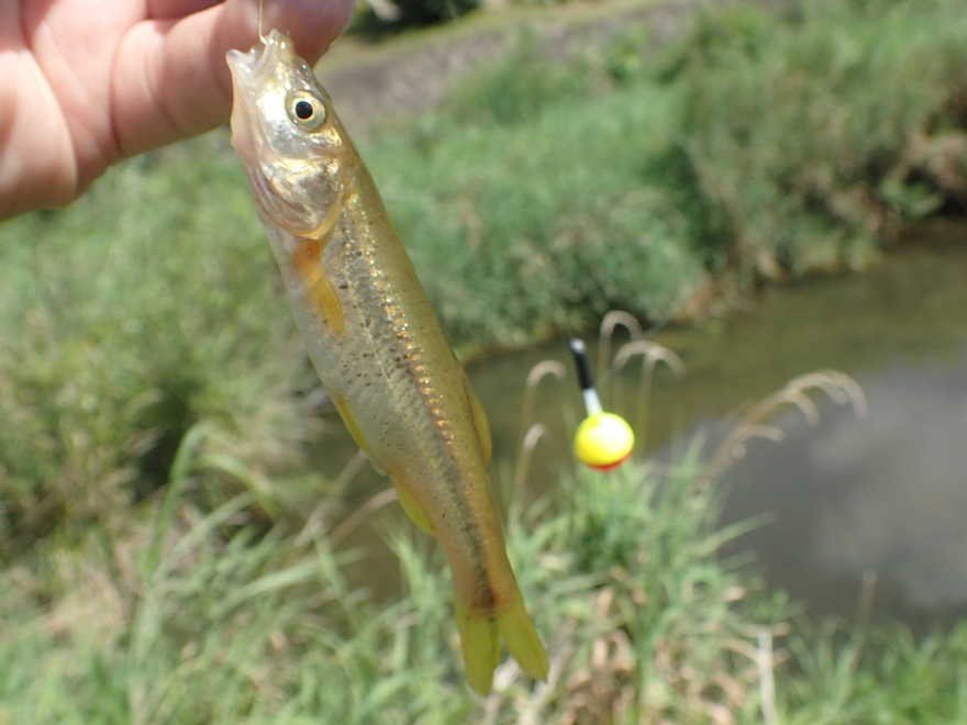 アブラハヤの特徴 見分け方 写真から探せる魚図鑑