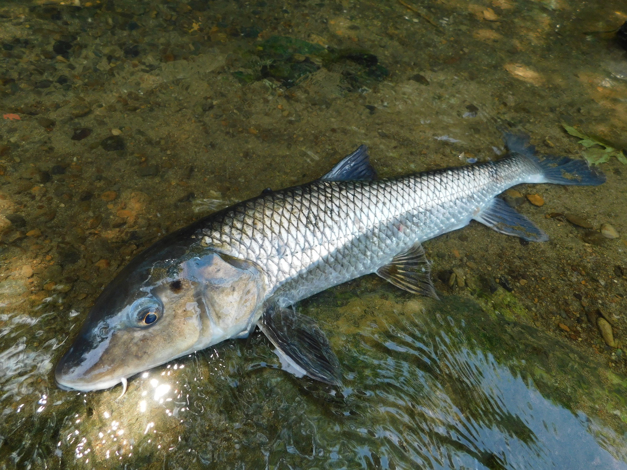 ニゴイの特徴 見分け方 写真から探せる魚図鑑