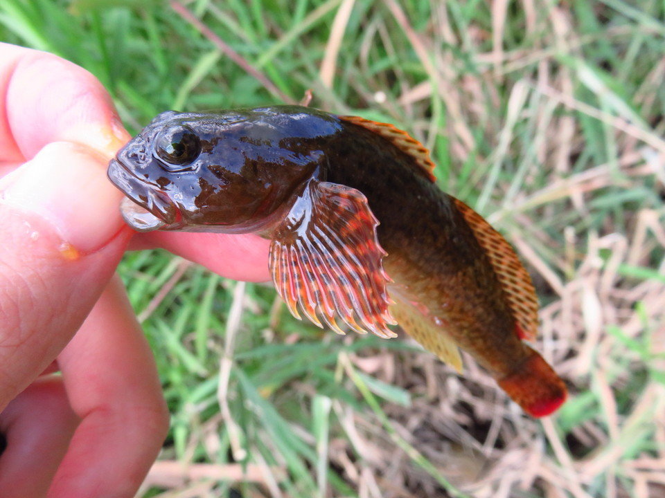 カジカの特徴 見分け方 写真から探せる魚図鑑