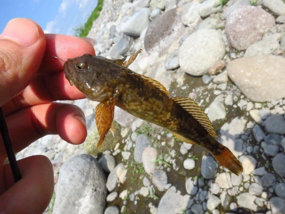 カジカの特徴 見分け方 写真から探せる魚図鑑