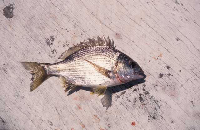 ミナミクロダイ　剥製 ミナミクロダイ 剥製 激レア・適品】チヌ（黒鯛）剥製 激レア